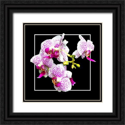 Orchids on Black III Black Ornate Wood Framed Art Print with Double Matting by Hausenflock, Alan