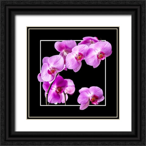 Orchids on Black IV Black Ornate Wood Framed Art Print with Double Matting by Hausenflock, Alan