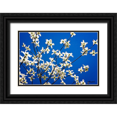 Dogwood on Blue I Black Ornate Wood Framed Art Print with Double Matting by Hausenflock, Alan