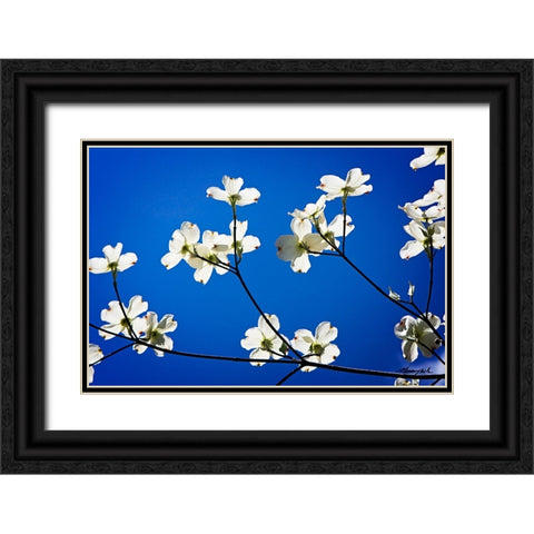 Dogwood on Blue II Black Ornate Wood Framed Art Print with Double Matting by Hausenflock, Alan