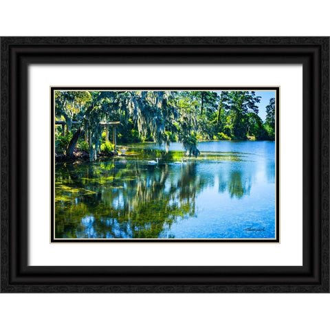 Swans in the Afternoon Black Ornate Wood Framed Art Print with Double Matting by Hausenflock, Alan