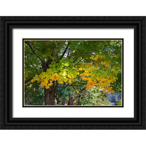 Autumns Beginning Black Ornate Wood Framed Art Print with Double Matting by Hausenflock, Alan