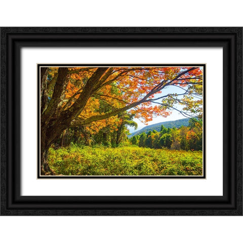 Old Mountain Maple Black Ornate Wood Framed Art Print with Double Matting by Hausenflock, Alan