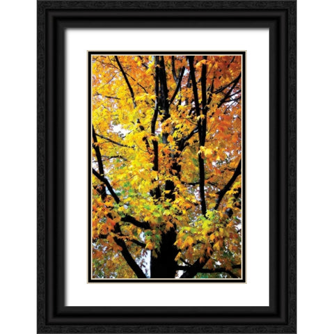 Autumn Color I Black Ornate Wood Framed Art Print with Double Matting by Hausenflock, Alan
