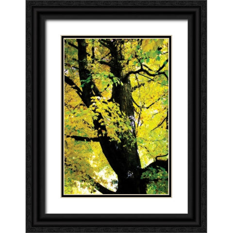 Autumn Color II Black Ornate Wood Framed Art Print with Double Matting by Hausenflock, Alan