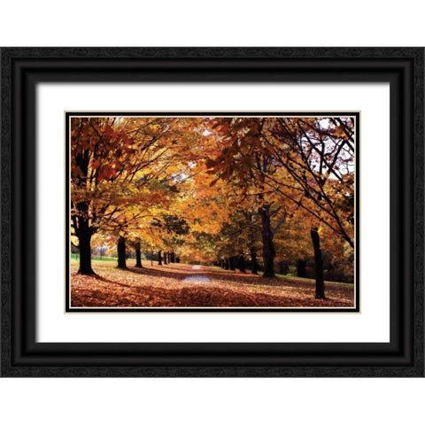 Maymont Maples II Black Ornate Wood Framed Art Print with Double Matting by Hausenflock, Alan