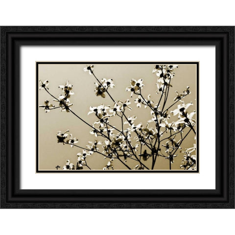 Dogwood IV Black Ornate Wood Framed Art Print with Double Matting by Hausenflock, Alan