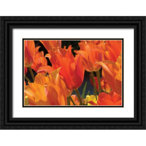 Tulip Field I Black Ornate Wood Framed Art Print with Double Matting by Hausenflock, Alan