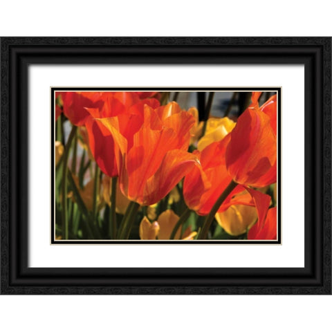 Tulip Field II Black Ornate Wood Framed Art Print with Double Matting by Hausenflock, Alan