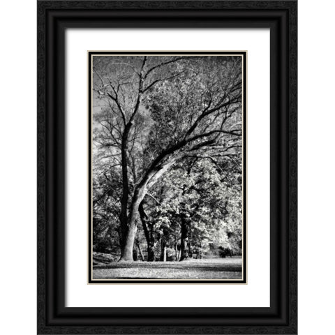 Four Trees Black Ornate Wood Framed Art Print with Double Matting by Hausenflock, Alan