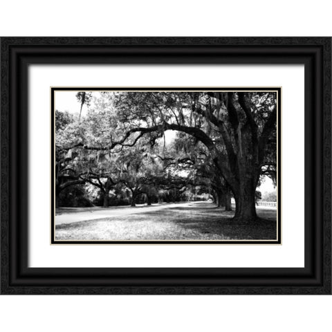 Charleston Oaks IX Black Ornate Wood Framed Art Print with Double Matting by Hausenflock, Alan