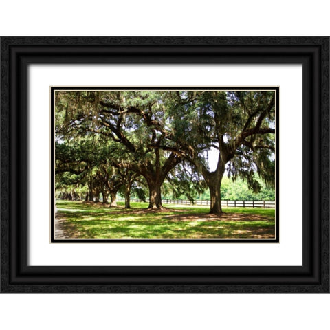 Charleston Oaks II Black Ornate Wood Framed Art Print with Double Matting by Hausenflock, Alan