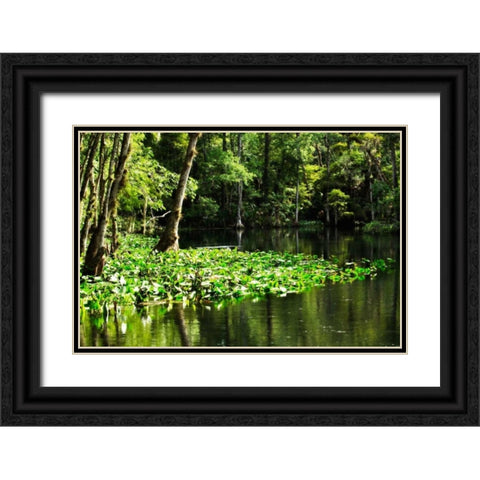 Water Lilies II Black Ornate Wood Framed Art Print with Double Matting by Hausenflock, Alan