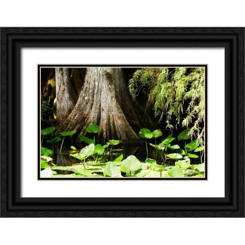 Cypress I Black Ornate Wood Framed Art Print with Double Matting by Hausenflock, Alan