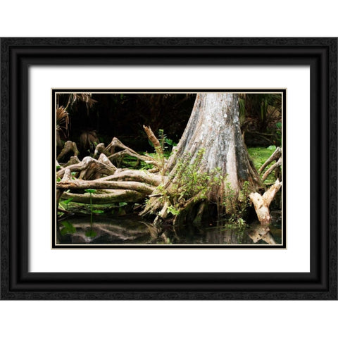 Cypress II Black Ornate Wood Framed Art Print with Double Matting by Hausenflock, Alan