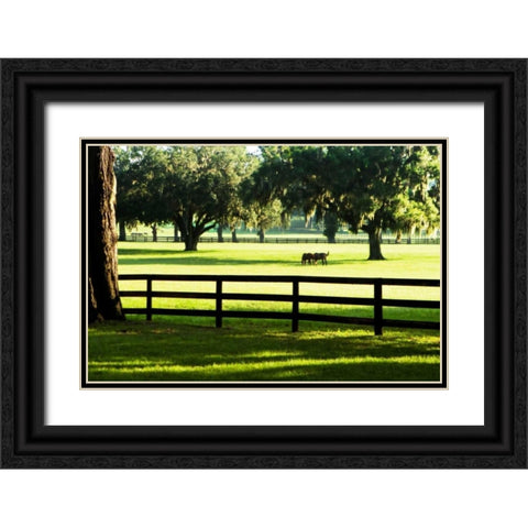 Serene Horses I Black Ornate Wood Framed Art Print with Double Matting by Hausenflock, Alan