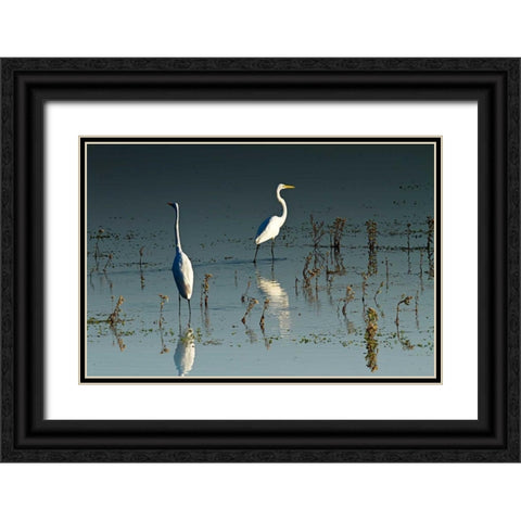 Early Morning Egrets I Black Ornate Wood Framed Art Print with Double Matting by Hausenflock, Alan