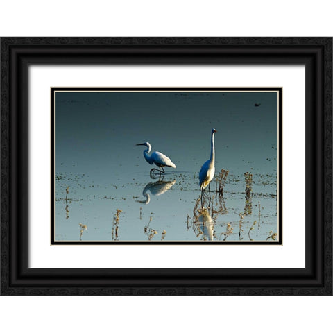 Early Morning Egrets II Black Ornate Wood Framed Art Print with Double Matting by Hausenflock, Alan