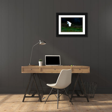 Egret in Flight I Black Ornate Wood Framed Art Print with Double Matting by Hausenflock, Alan