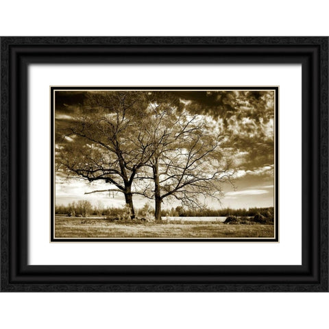 Rolesville Oaks Black Ornate Wood Framed Art Print with Double Matting by Hausenflock, Alan