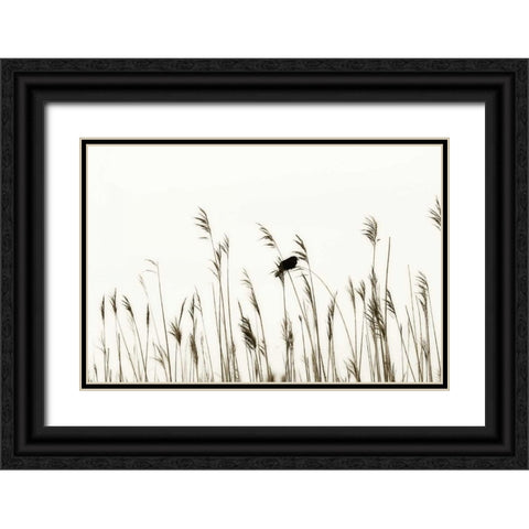 Bird in the Grass II Black Ornate Wood Framed Art Print with Double Matting by Hausenflock, Alan