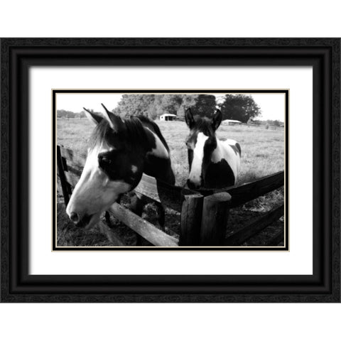 Stormy and Foal I Black Ornate Wood Framed Art Print with Double Matting by Hausenflock, Alan