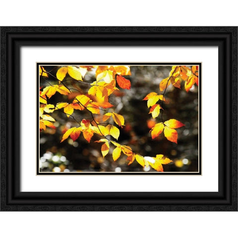 Autumn Leaves I Black Ornate Wood Framed Art Print with Double Matting by Hausenflock, Alan