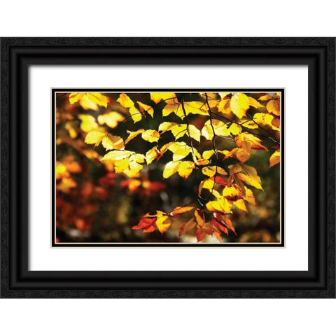 Autumn Leaves II Black Ornate Wood Framed Art Print with Double Matting by Hausenflock, Alan