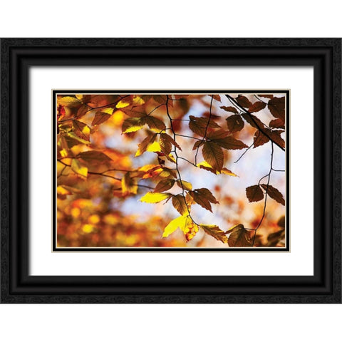 Autumn Leaves III Black Ornate Wood Framed Art Print with Double Matting by Hausenflock, Alan