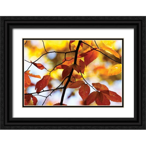 Autumn Leaves IV Black Ornate Wood Framed Art Print with Double Matting by Hausenflock, Alan