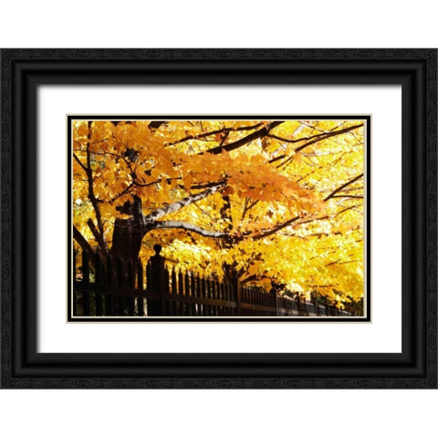 Boughs of Gold III Black Ornate Wood Framed Art Print with Double Matting by Hausenflock, Alan