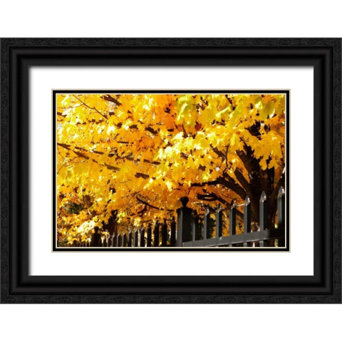 Boughs of Gold IV Black Ornate Wood Framed Art Print with Double Matting by Hausenflock, Alan