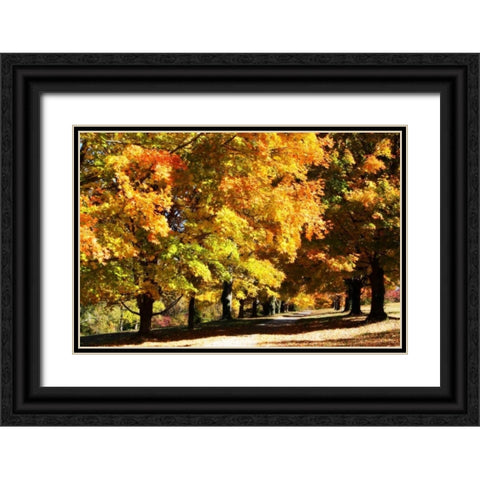 Sugar Maples I Black Ornate Wood Framed Art Print with Double Matting by Hausenflock, Alan