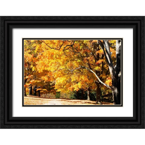 Sugar Maples II Black Ornate Wood Framed Art Print with Double Matting by Hausenflock, Alan