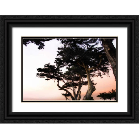 Cypress Silhouette III Black Ornate Wood Framed Art Print with Double Matting by Hausenflock, Alan