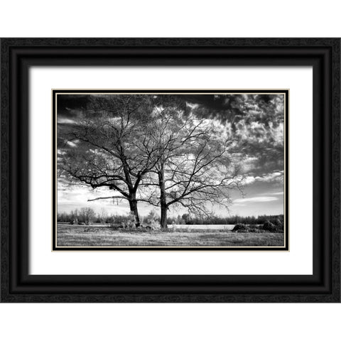 Roseville Oaks Black Ornate Wood Framed Art Print with Double Matting by Hausenflock, Alan