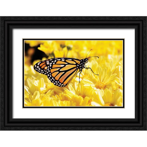 Monarch on Chrysanthemums Black Ornate Wood Framed Art Print with Double Matting by Hausenflock, Alan