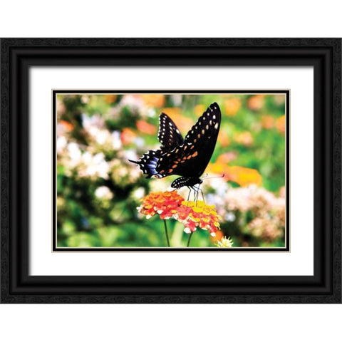 Giant Swallowtail Black Ornate Wood Framed Art Print with Double Matting by Hausenflock, Alan