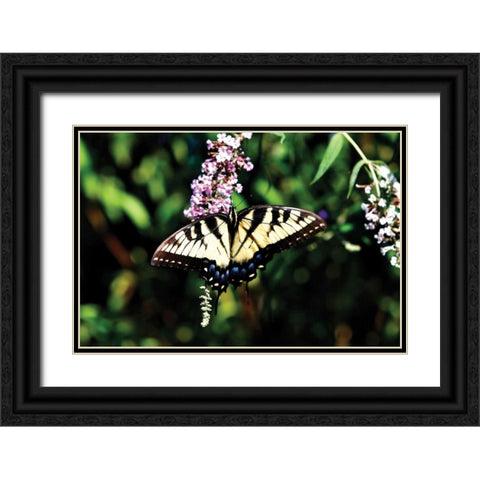 Black Swallowtail I Black Ornate Wood Framed Art Print with Double Matting by Hausenflock, Alan