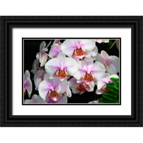 Moth Orchids I Black Ornate Wood Framed Art Print with Double Matting by Hausenflock, Alan