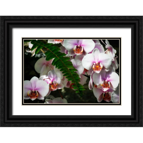 Moth Orchids II Black Ornate Wood Framed Art Print with Double Matting by Hausenflock, Alan