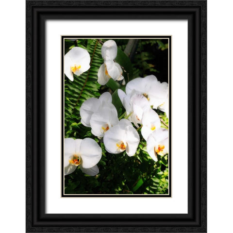 Orchids and Ferns II Black Ornate Wood Framed Art Print with Double Matting by Hausenflock, Alan