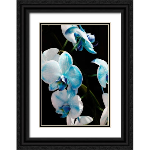 Blue Moth Orchids II Black Ornate Wood Framed Art Print with Double Matting by Hausenflock, Alan