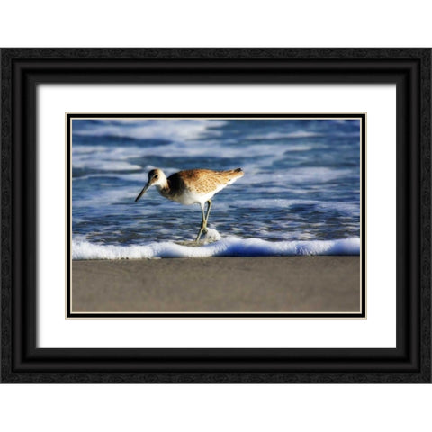 Sandpiper in the Surf III Black Ornate Wood Framed Art Print with Double Matting by Hausenflock, Alan