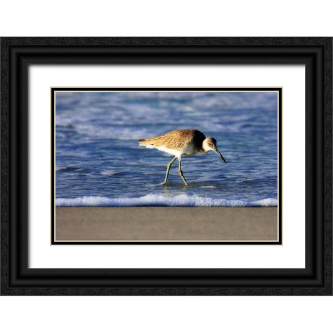 Sandpiper in the Surf IV Black Ornate Wood Framed Art Print with Double Matting by Hausenflock, Alan