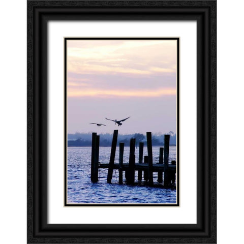 Pelican and Friend Black Ornate Wood Framed Art Print with Double Matting by Hausenflock, Alan