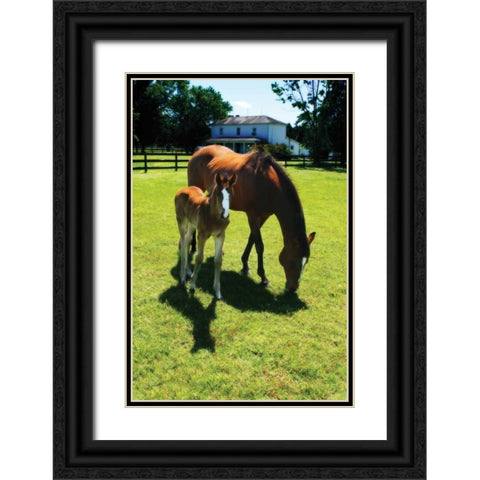 Mare and Foal I Black Ornate Wood Framed Art Print with Double Matting by Hausenflock, Alan