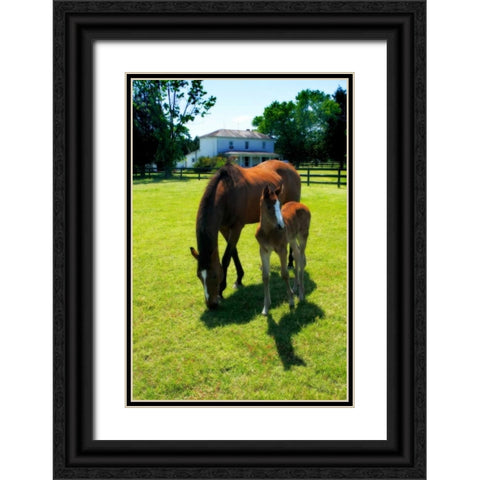 Mare and Foal II Black Ornate Wood Framed Art Print with Double Matting by Hausenflock, Alan