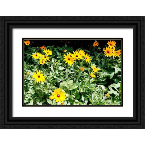 Yellow Daisies II Black Ornate Wood Framed Art Print with Double Matting by Hausenflock, Alan