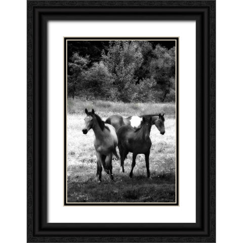 The Horses Three I Black Ornate Wood Framed Art Print with Double Matting by Hausenflock, Alan